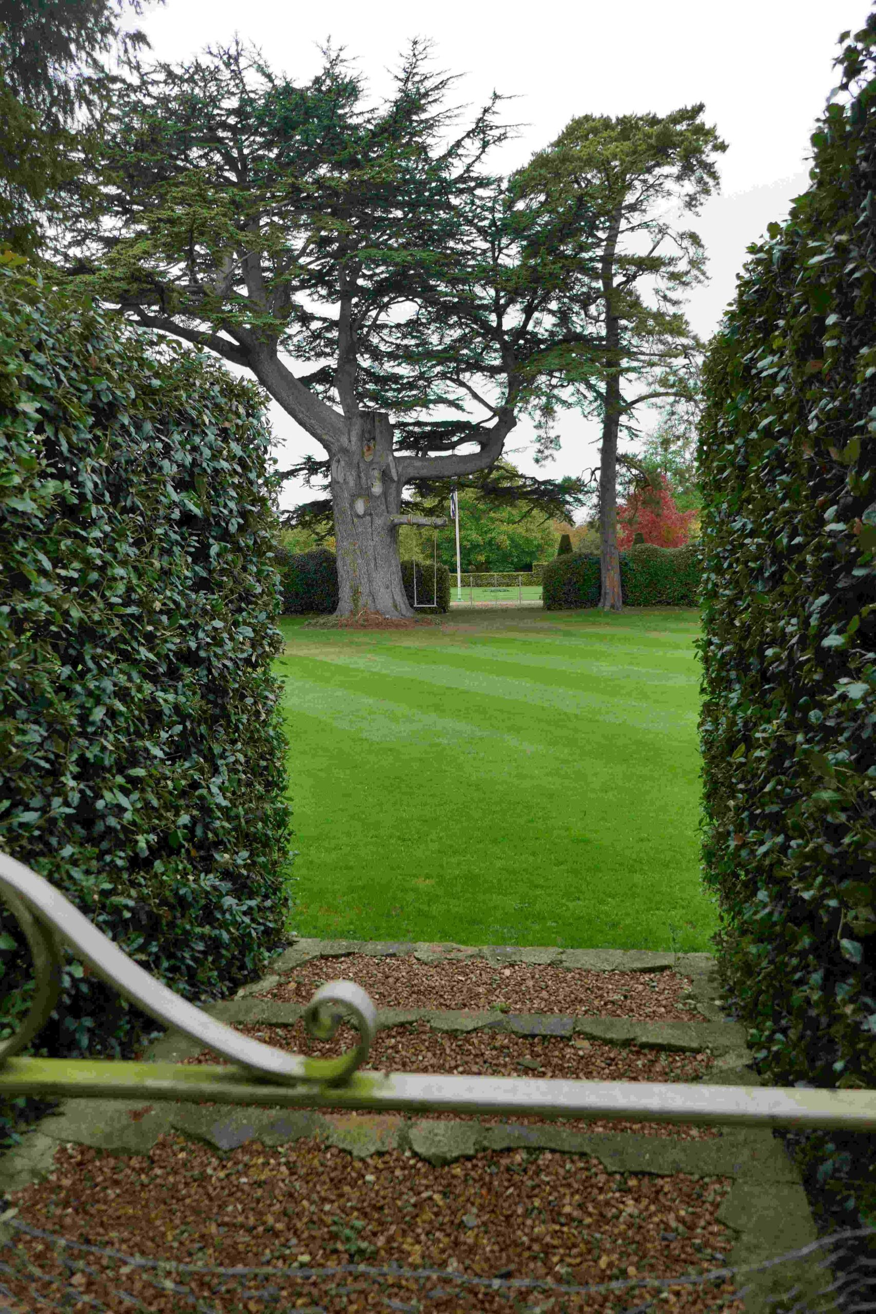 The 18th century sketch showed what was probably a Cedar of Lebanon Tree; it is still in the Manor House Garden, and this is what it looks like now, about 250 years later - heavily reduced, but still magnificent