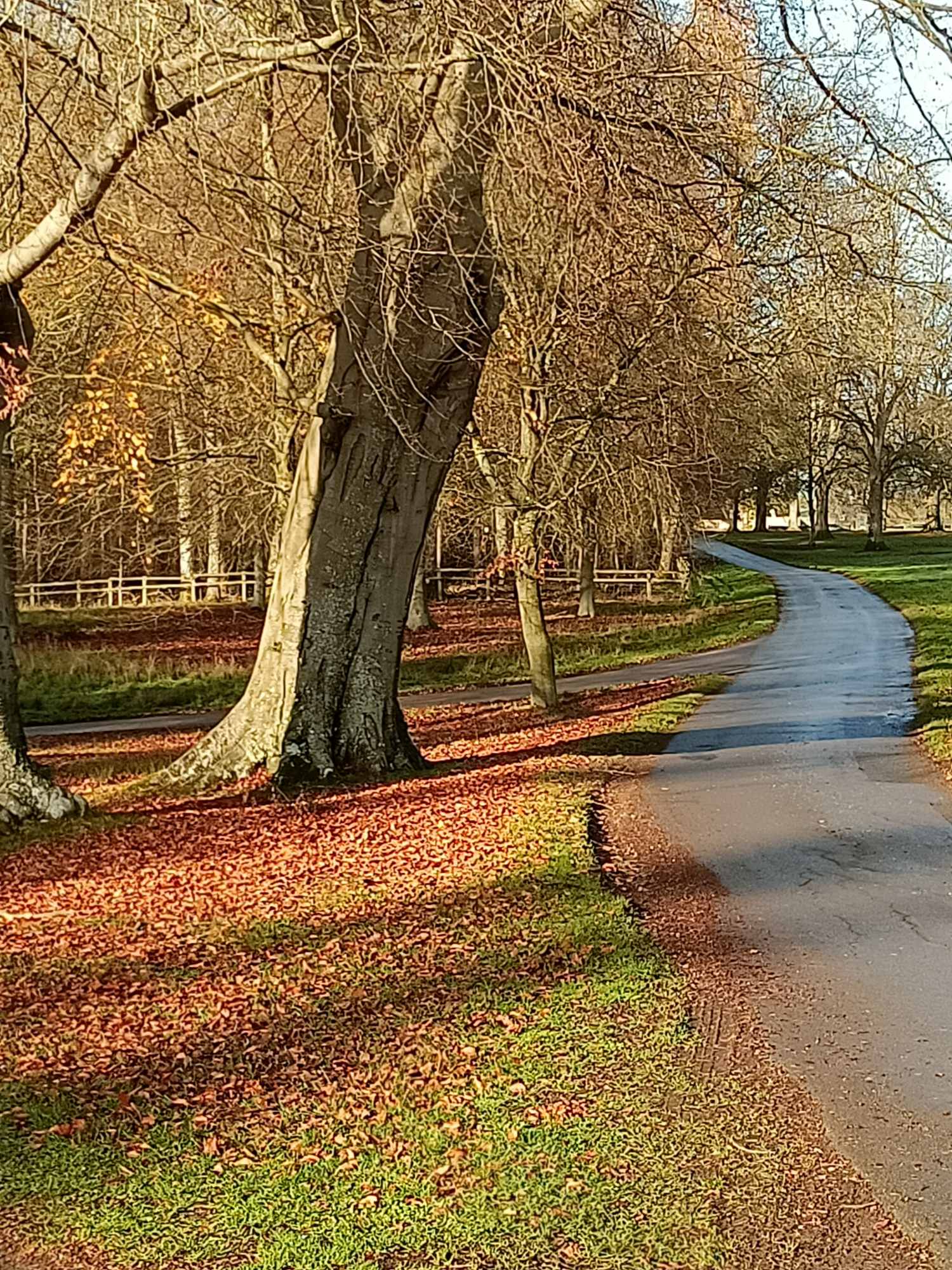 our path with dried leaves in the foreground and trees in the distance