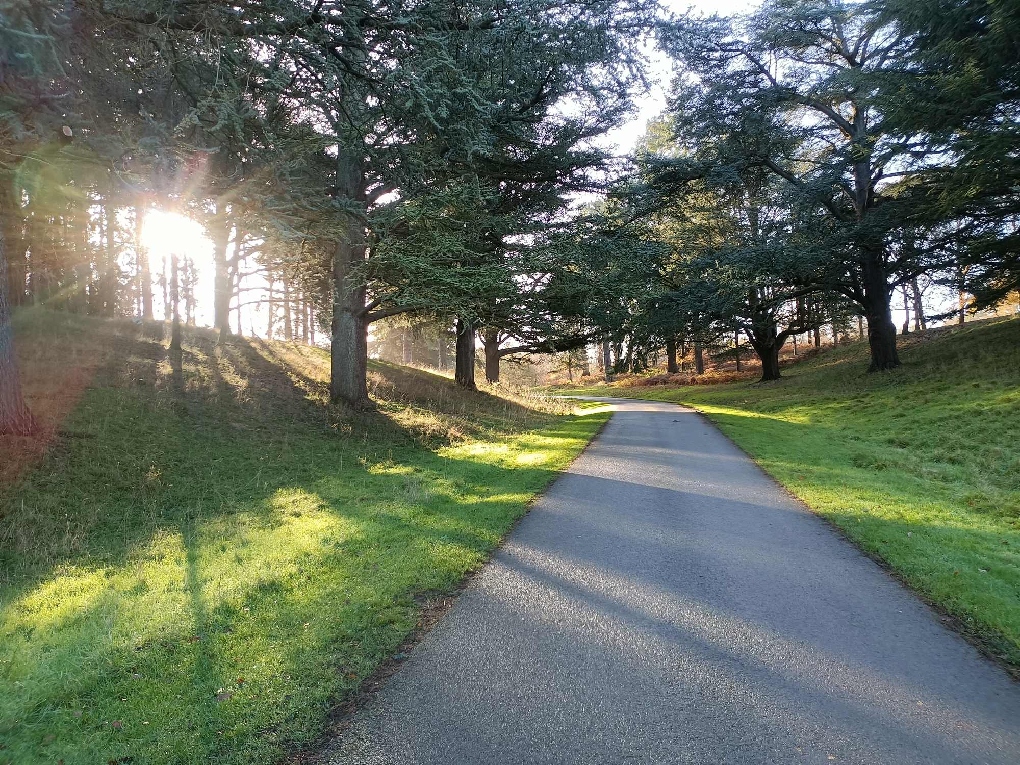our path through the woods - road, trees, sun streaming through