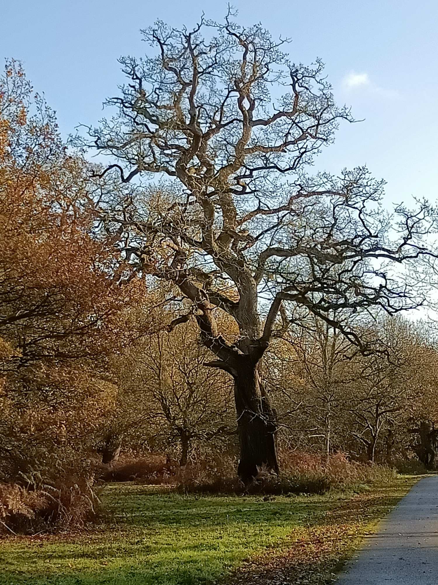 an ancient oak, dead, gaunt, gnarled but still magnificent