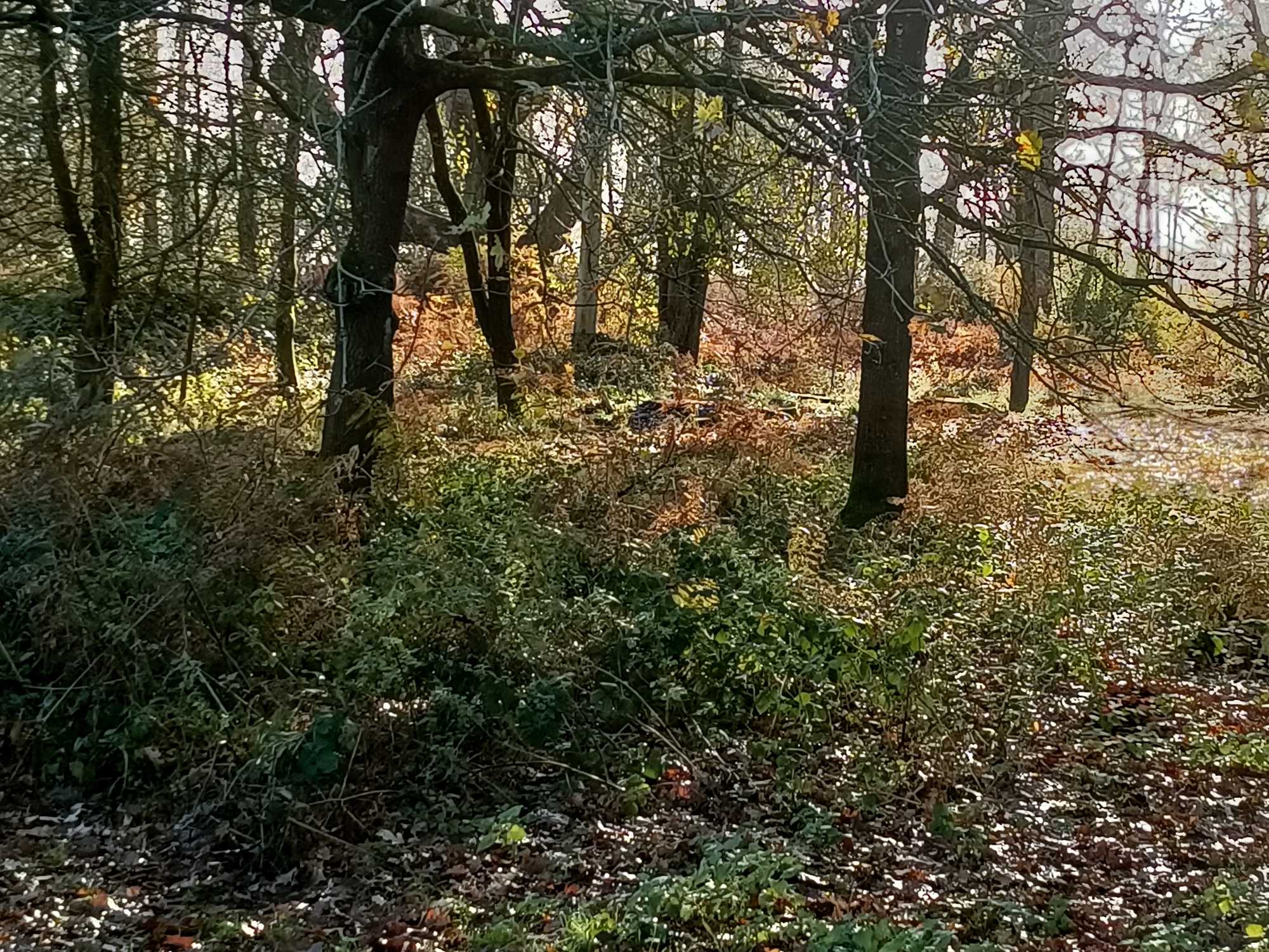 the woodland floor, with brown, dried leaves, green vegetation, tree trunks and mix sunshine and shade
