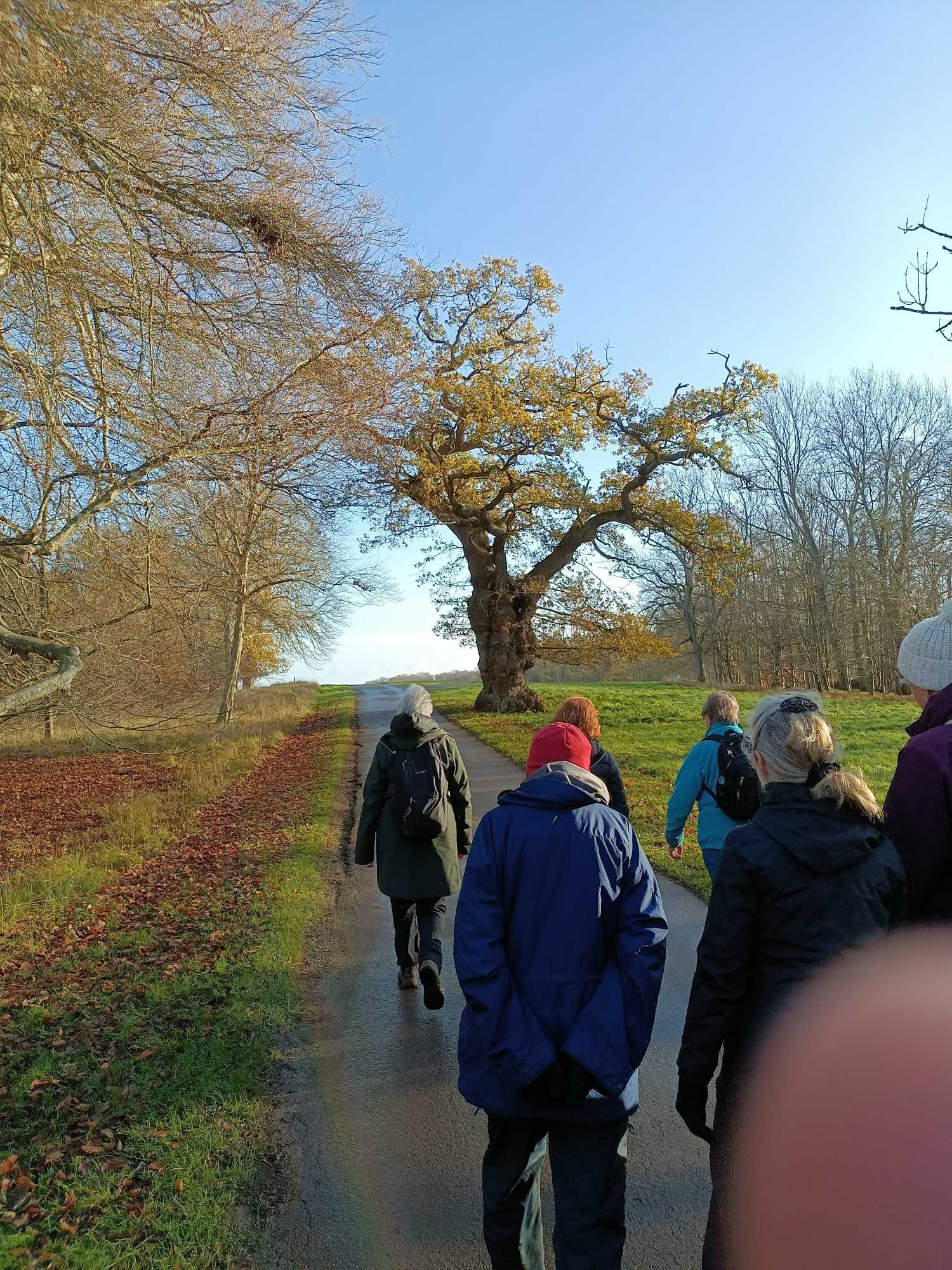 the group walking with an aged oak - a few leaves retained in the background